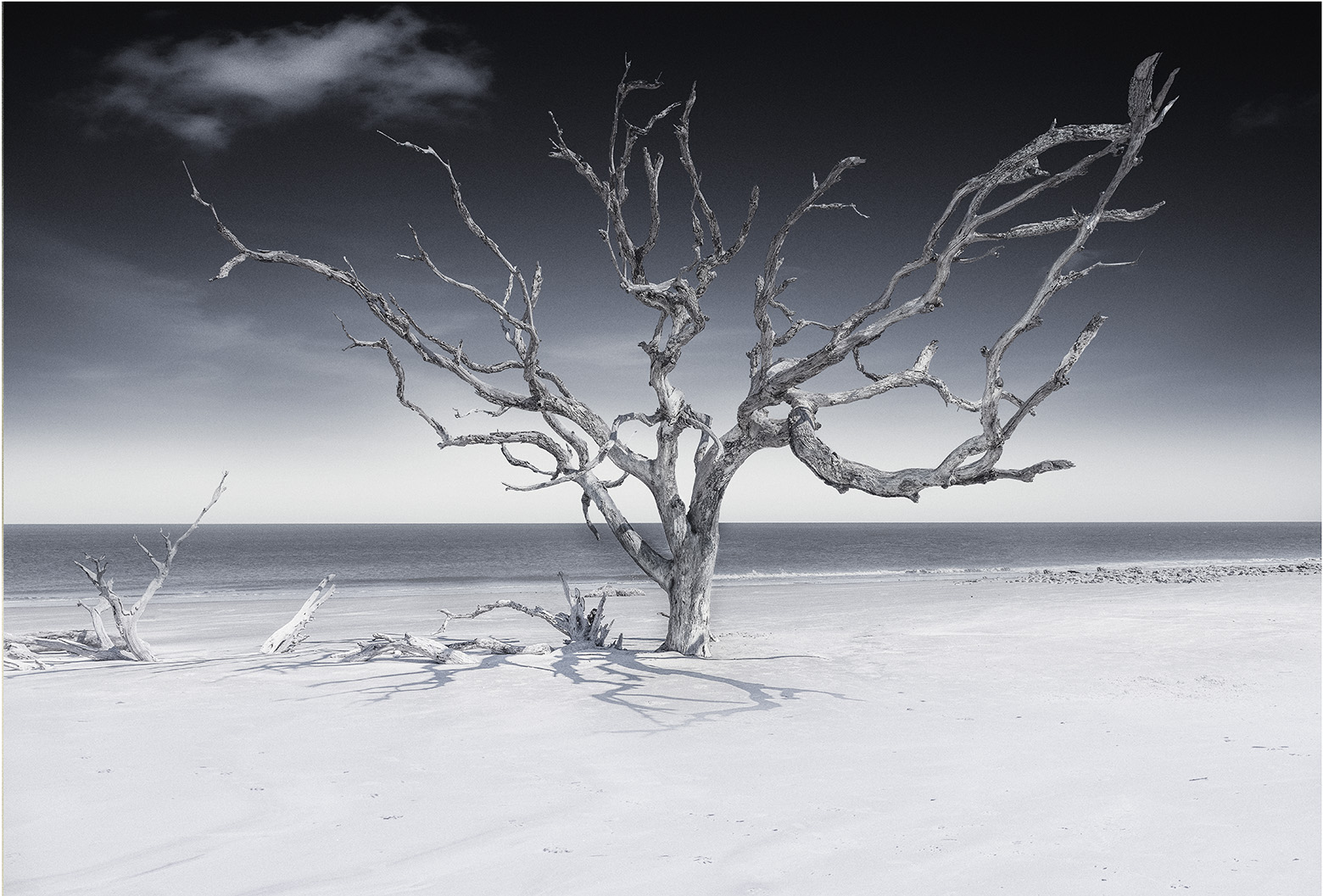 Tree By The Sea 4